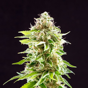 Cookies Haze - Feminized - Kannabia