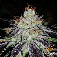 Flavour Chasers Seeds Alien Abduction Feminized