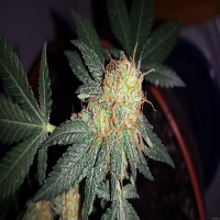 Bulk Seeds CBD Shark Feminized