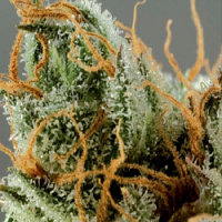 De Sjamaan Seeds Intense Skunk Feminised