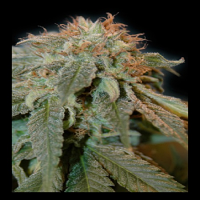 House of the Great Gardener Seeds Haoma Feminised