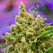 Auto Big Bazooka - Feminized - Anesia Seeds