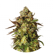 Candied Satsuma Auto - Feminized - Yieldmonger