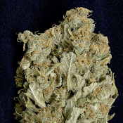 Don Amnesia - Feminized - Don Avalanche Seeds