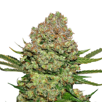 Seed Stockers Seeds White Widow Feminized