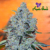 Mob Boss - Feminized - Anesia Seeds