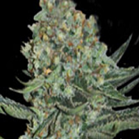 Super Strains Enemy Of The State Feminized