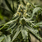 2y2 - Feminized - R-Kiem