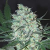 Samsara Seeds Green Love Potion Feminized
