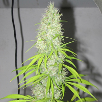 Afro Jam Haze - Regular - Ultra Genetics