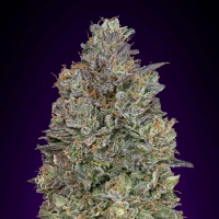 Critical Purple Kush - Feminized  - Advanced Seeds
