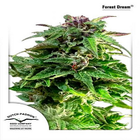 Dutch Passion Seeds Forest Dream Feminized