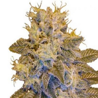Next Generation Seeds Grapefruit Kush Regular