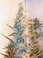 Female Seeds Outdoor Grapefruit Feminized