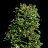 VIP Seeds Critical VIP Feminized