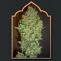 Cheese Berry - Feminized - OO Seeds