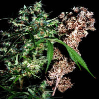 Delta 9 Labs Seeds Brainstorm Haze X G13 Regular