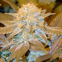 T.H.Seeds Critical HOG Feminized