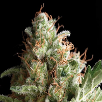 Pyramid Seeds Auto American Pie Feminized