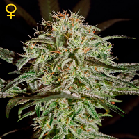 Green House Seeds AMS Feminized
