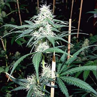 Soma Seeds Somini Regular