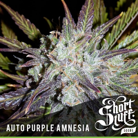 Shortstuff Seeds Auto Purple Amnesia Feminized