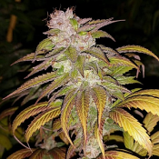 1 Dog Jab - Regular - Connoisseur Genetics