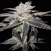 Big Head Seeds Freeze Berry Auto Feminized