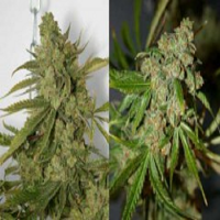 Connoisseur Genetics Seeds Cheese'N'Chong Feminized