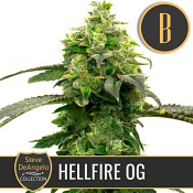 Steve Deangelo's Hellfire OG - Feminized - BlimBurn Seeds