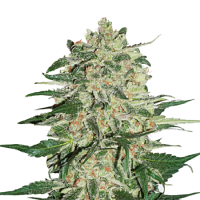 Seed Stockers Seeds Big Bud Feminized
