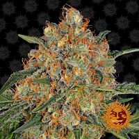Barney's Farm Seeds Orange Sherbert Feminized
