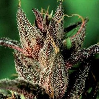 De Sjamaan Seeds Lady Purple Feminised