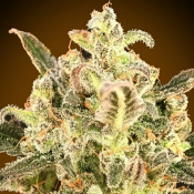 Auto Biodiesel Mass XXL - Feminized - Advanced Seeds