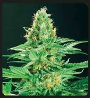De Sjamaan Seeds Shamans High Regular