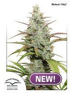 Dutch Passion Seeds Mokum's Tulip Feminized