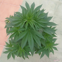 Dr Underground Seeds Painkiller Feminized