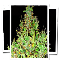 Emerald Triangle Seeds OG Critical Feminised