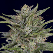 Don AK - Feminized - Don Avalanche Seeds