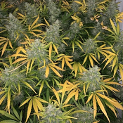Vanilla Frosting - Feminized - 2022 Cannabis Seed Collection