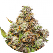 Girl Scout Gelato - Feminized - Yieldmonger Seeds