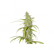 Auto Creeper - Feminized - Super Sativa Seed Club