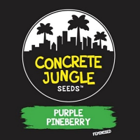 Concrete Jungle Seeds Purple Pineberry Feminized