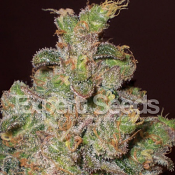 Cheese – Feminized – Expert Seeds