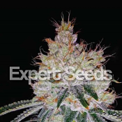 OGesus Auto – Feminized – Expert Seeds