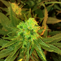 Purple Caper Seeds Chocolate Tonic Regular