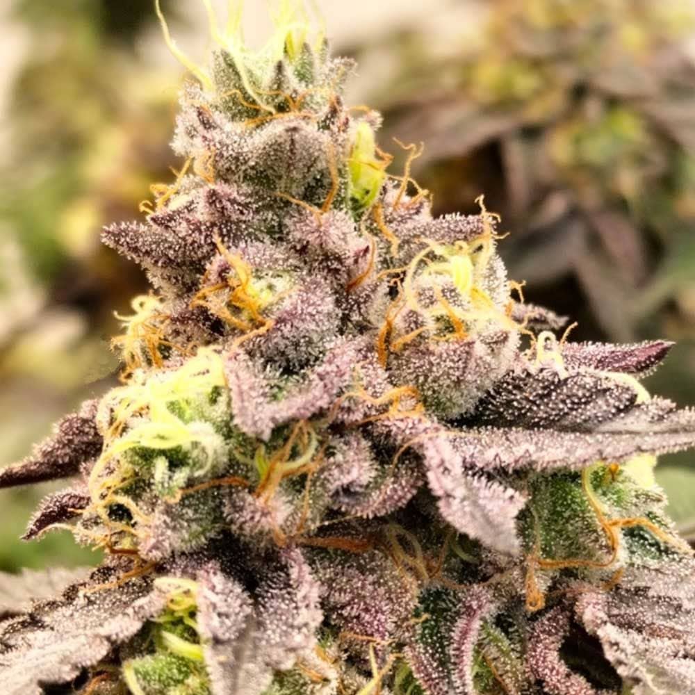 Z Pointer - Feminized - Grounded Genetics  