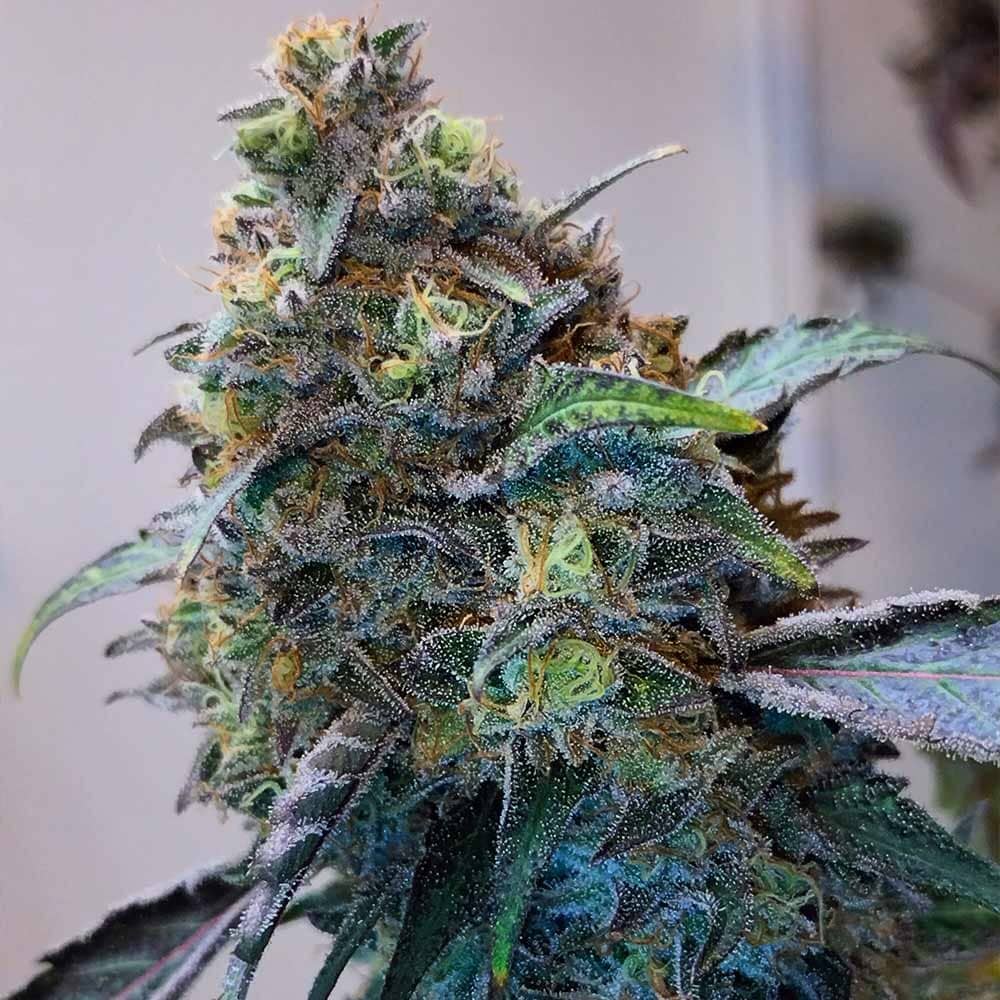 Zilk Road - Feminized - Grounded Genetics  