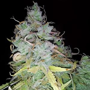 Zkittlez Glue-Feminized-Sensible Seeds Premium Selection   
