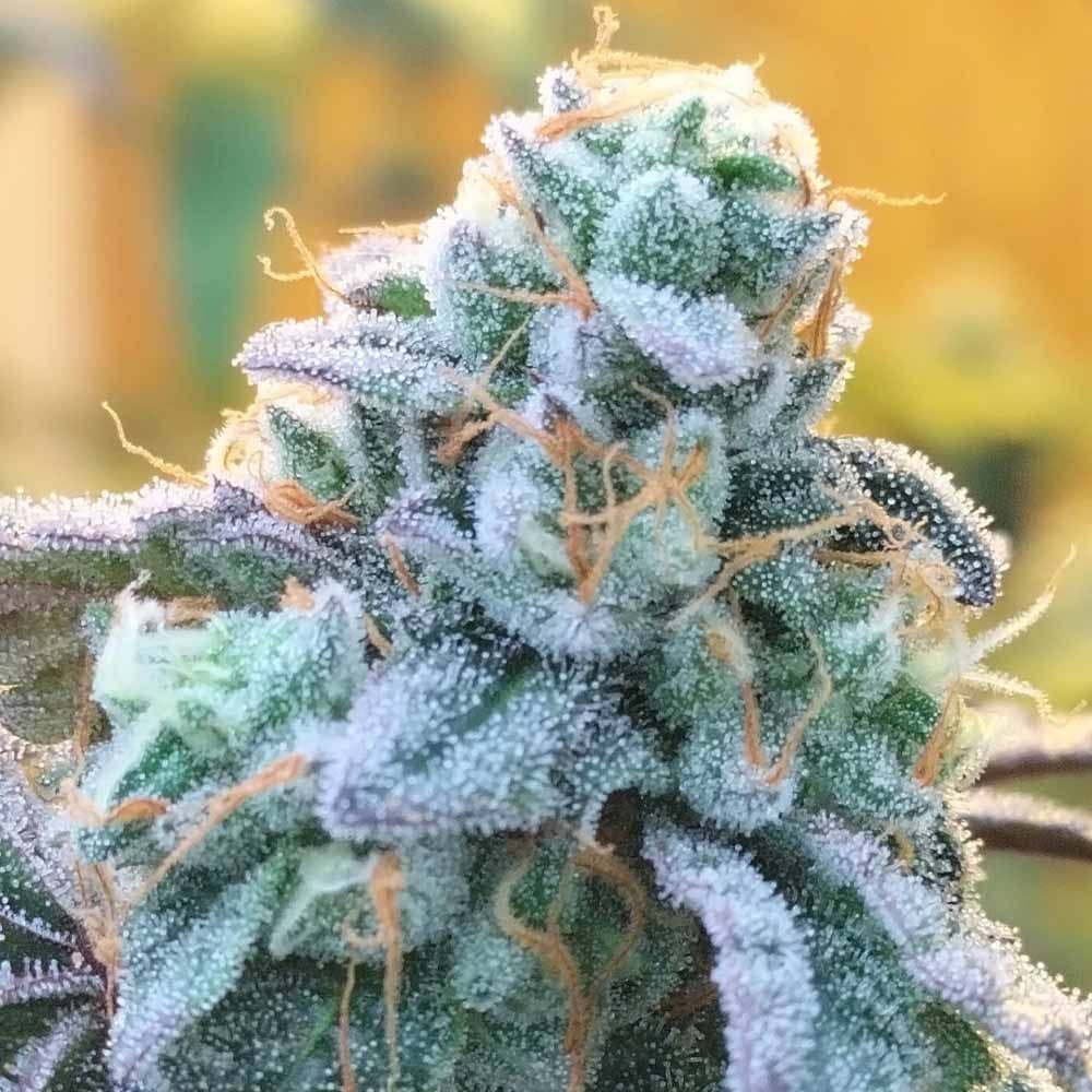 Zlurpi- Feminized - Grounded Genetics   